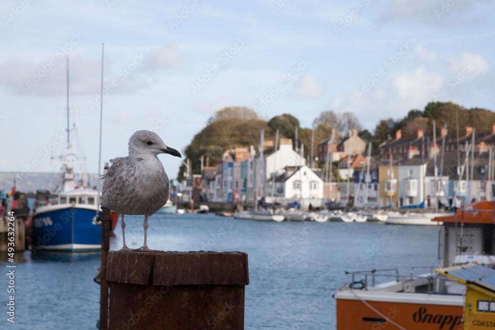 Holiday home Chinwin Weymouth